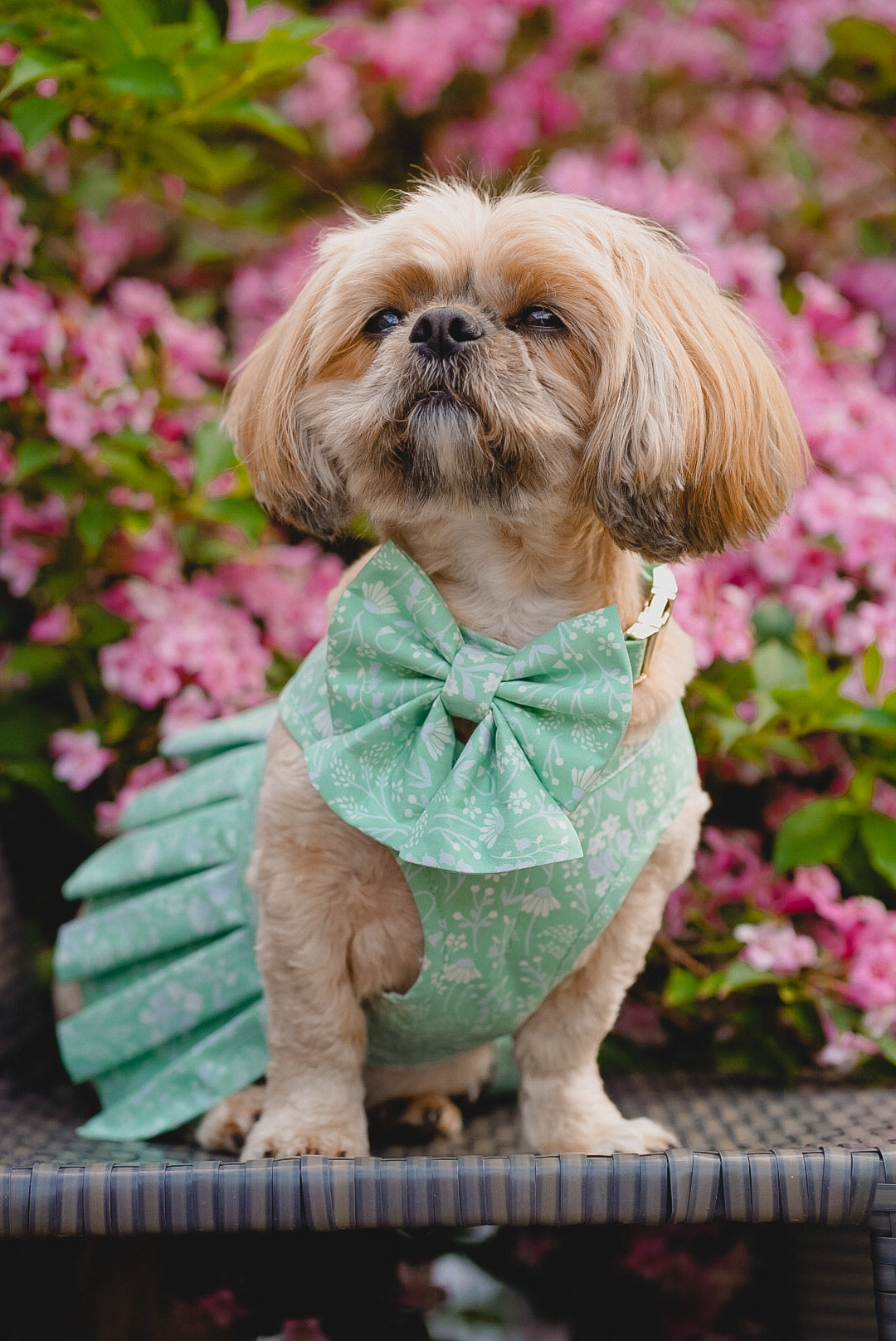 Mint To Be Collar