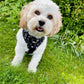 The Budster Stars Doggie Dungaree