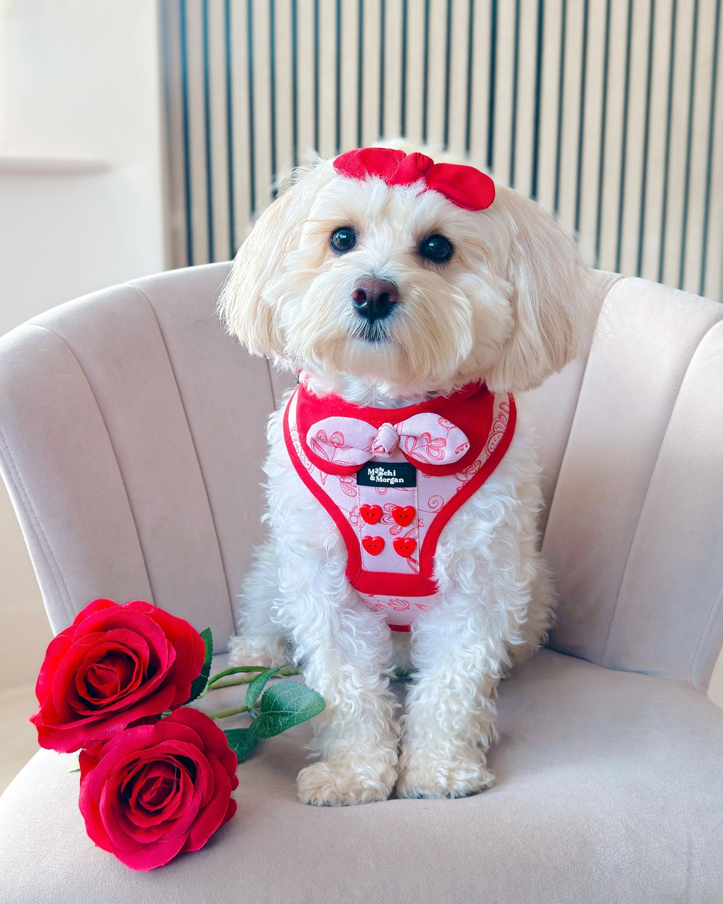 The Mod-New Romantic Dog Harness