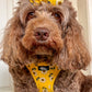 Sunflower Dog Harness