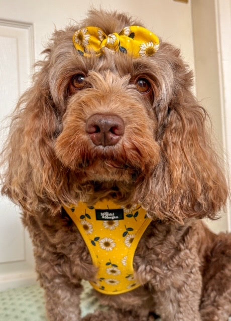Sunflower Dog Harness