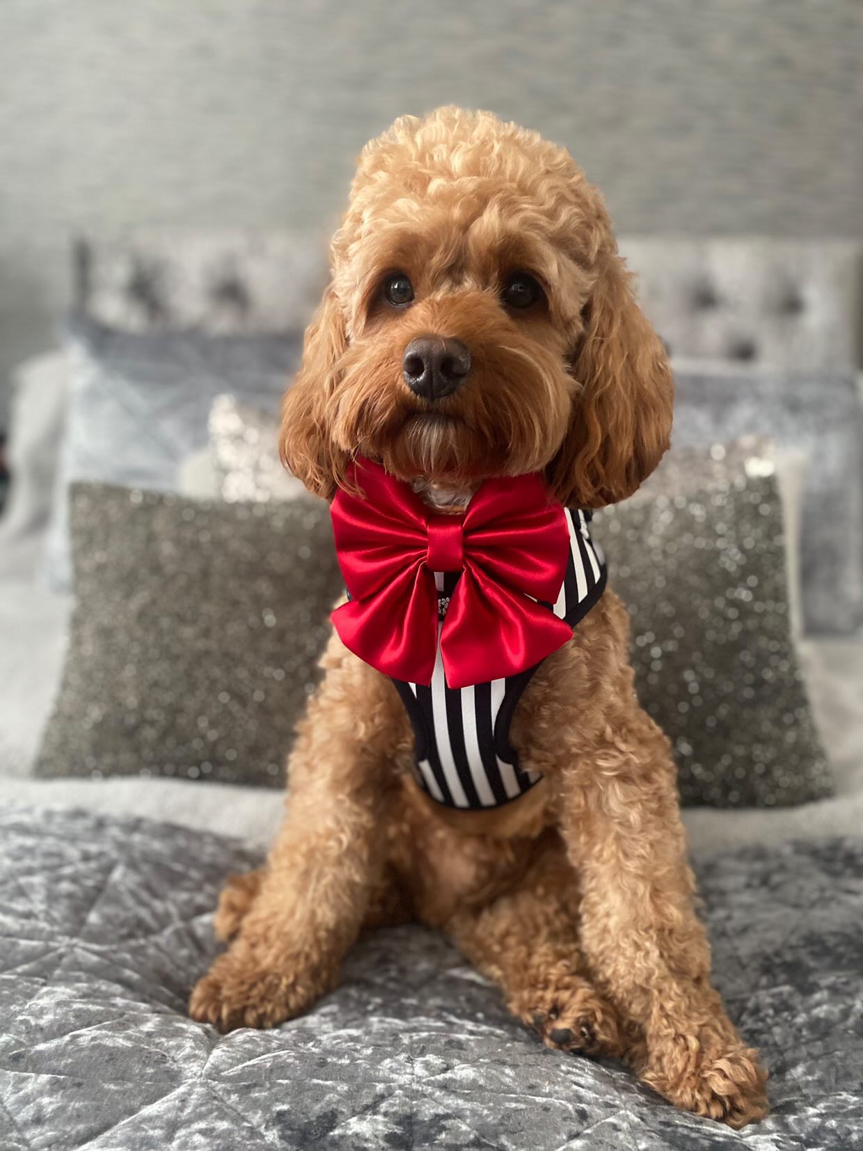 Mochi Monochrome Dog Harness