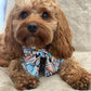 GeoPaws Sailor Bow