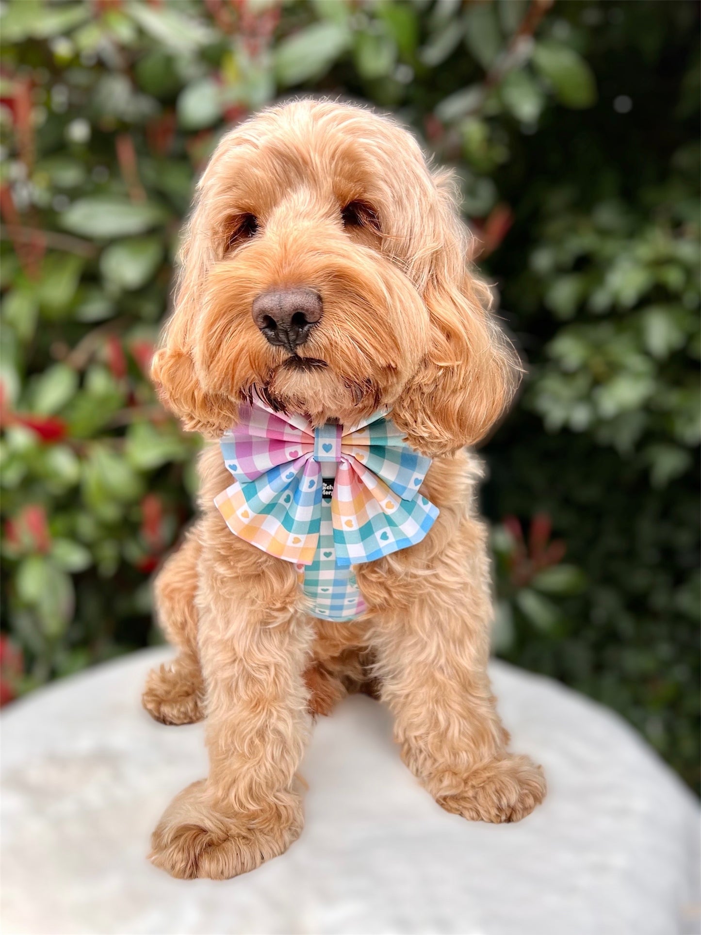 Damier Pastel Dog Harness