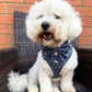 Dark Blue and Handsome Harness