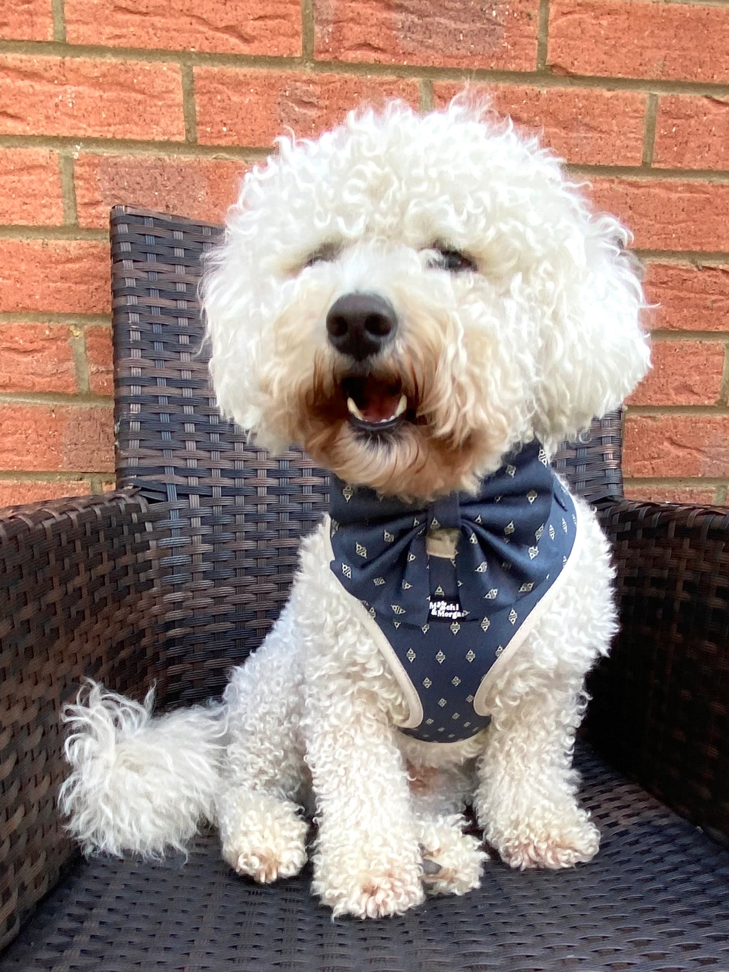 Dark Blue and Handsome Harness