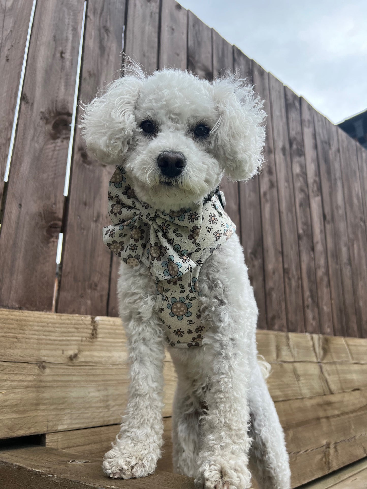 Boho Biscotti Dog Harness