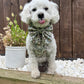 Boho Biscotti Dog Harness