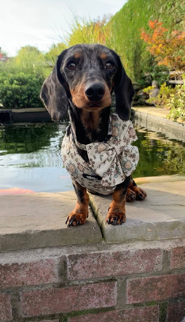 Boho Biscotti Dog Harness