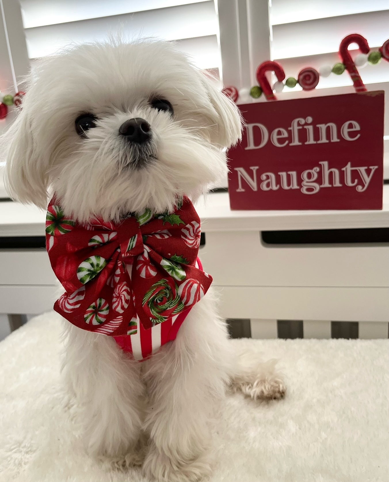 Strawberries & Cream Dog Harness