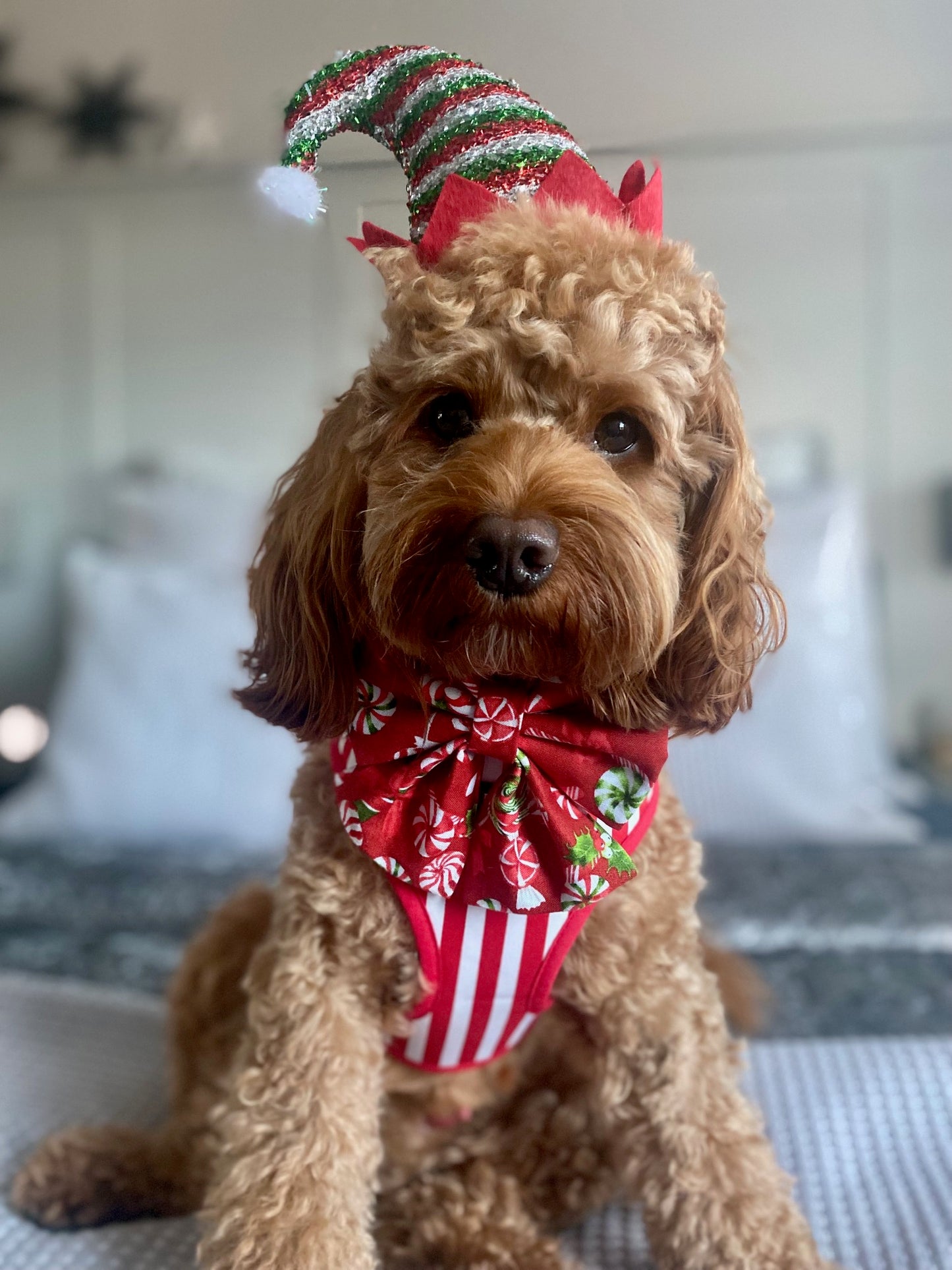 Strawberries & Cream Dog Harness