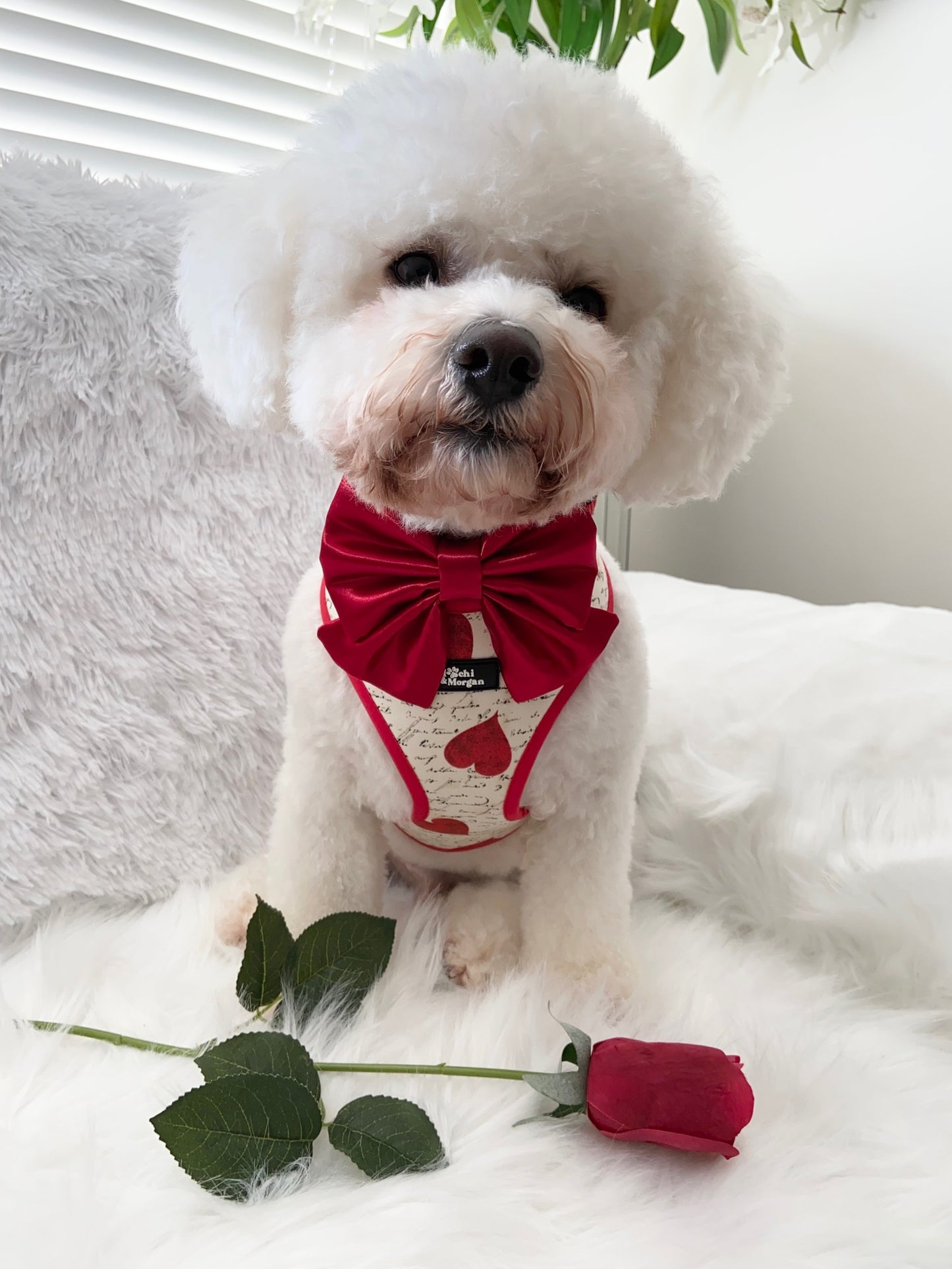 Shakespeare In Love Harness